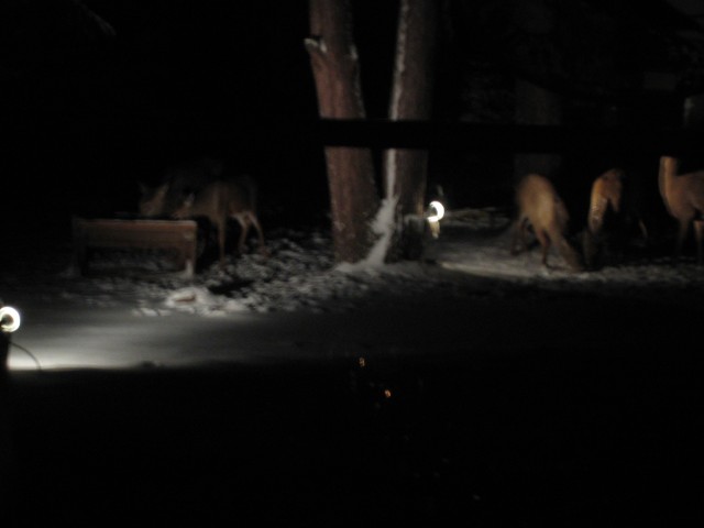 Deer at Skyview Lodge