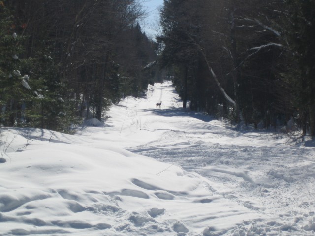 Wildlife along trail 1